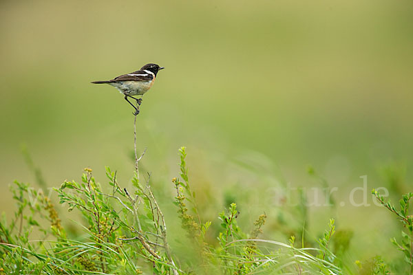 Schwarzkehlchen (Saxicola torquata)