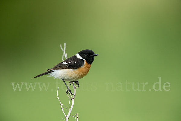 Schwarzkehlchen (Saxicola torquata)