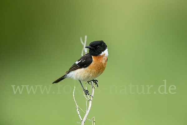 Schwarzkehlchen (Saxicola torquata)
