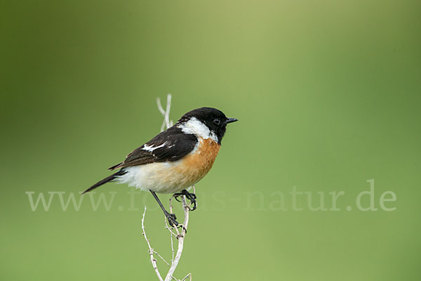 Schwarzkehlchen (Saxicola torquata)