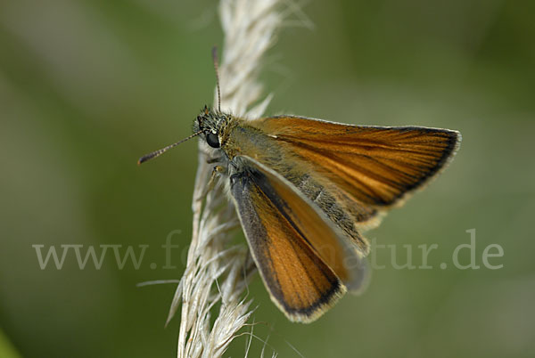 Schwarzkolbiger Braundickkopffalter (Thymelicus lineola)