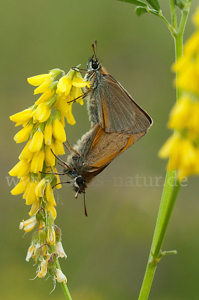 Schwarzkolbiger Braundickkopffalter (Thymelicus lineola)