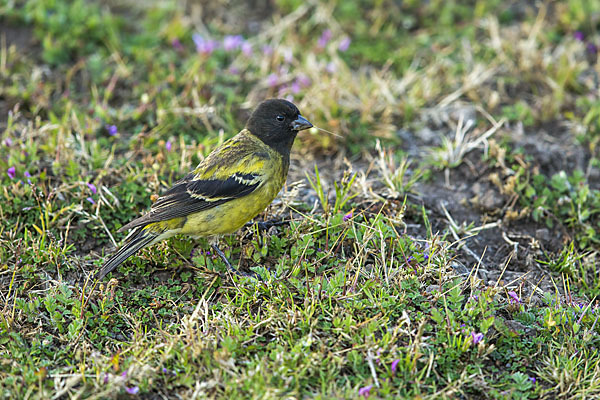 Schwarzkopfgirlitz (Serinus nigriceps)