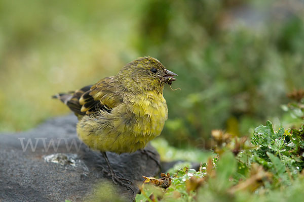 Schwarzkopfgirlitz (Serinus nigriceps)