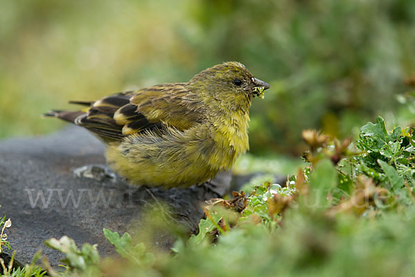 Schwarzkopfgirlitz (Serinus nigriceps)