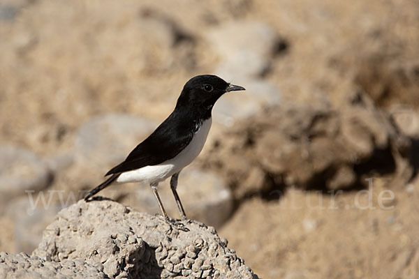 Schwarzkopfsteinschmätzer (Oenanthe albonigra)