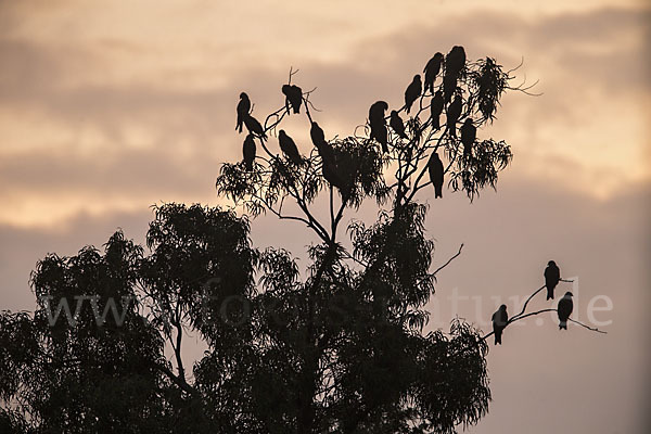 Schwarzmilan (Milvus migrans)