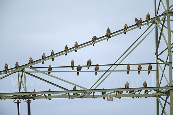 Schwarzmilan (Milvus migrans)