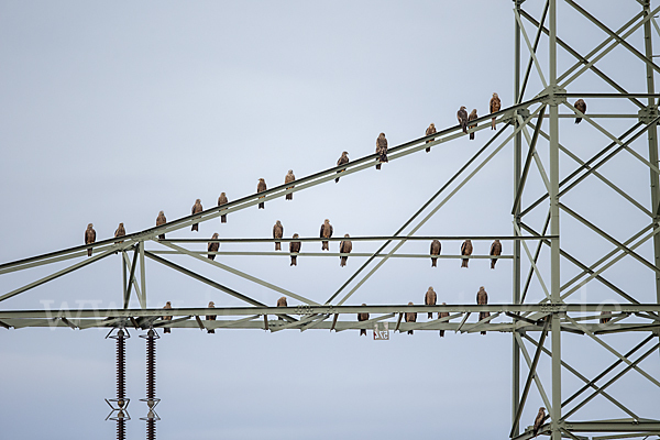 Schwarzmilan (Milvus migrans)