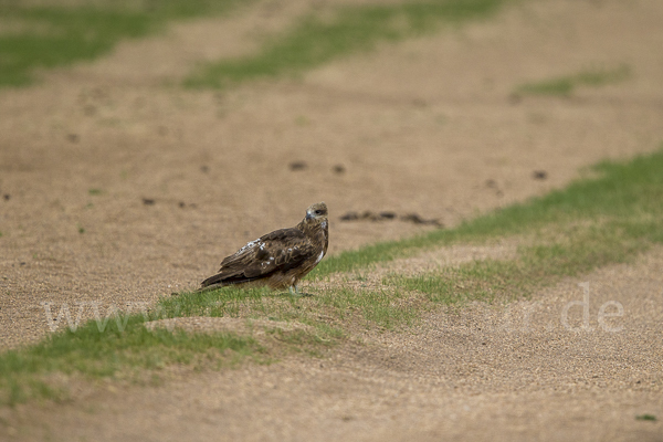 Schwarzmilan (Milvus migrans)