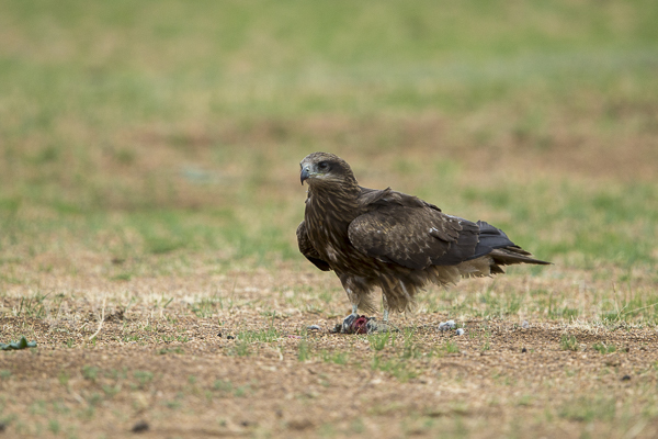 Schwarzmilan (Milvus migrans)