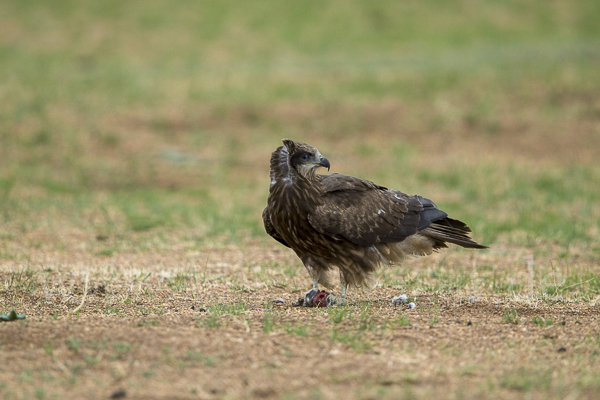 Schwarzmilan (Milvus migrans)