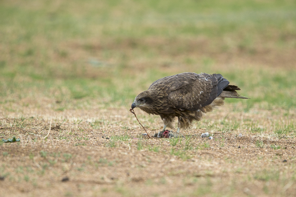 Schwarzmilan (Milvus migrans)