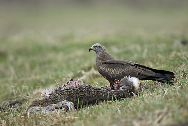 Schwarzmilan (Milvus migrans)