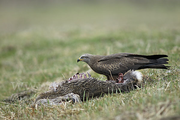 Schwarzmilan (Milvus migrans)