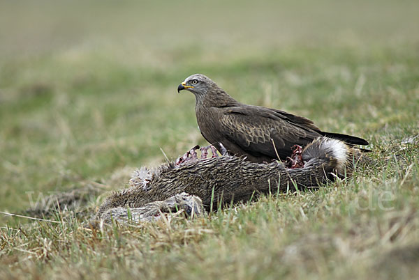 Schwarzmilan (Milvus migrans)