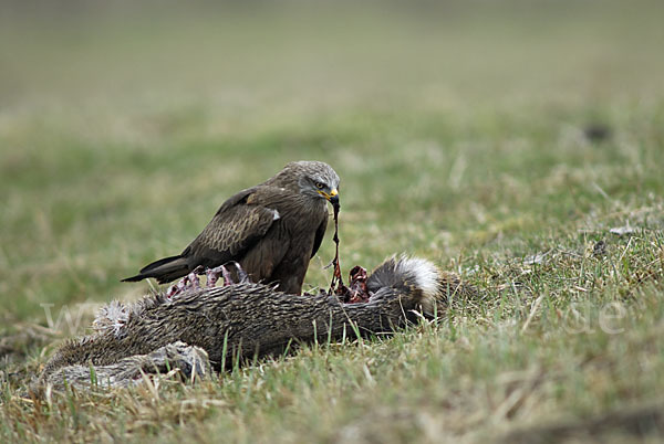 Schwarzmilan (Milvus migrans)