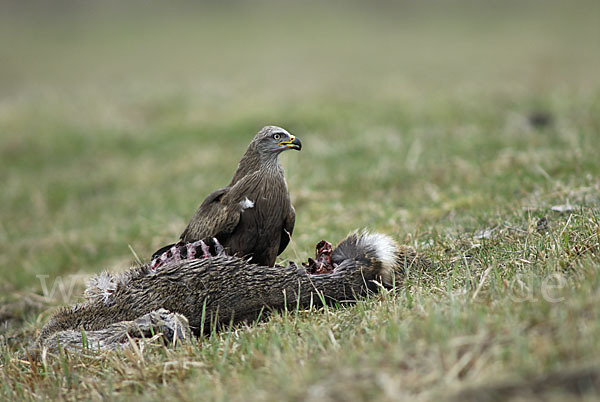 Schwarzmilan (Milvus migrans)