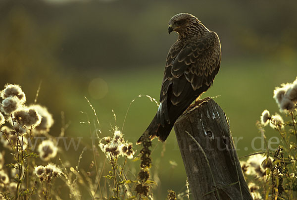 Schwarzmilan (Milvus migrans)