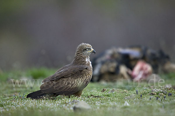 Schwarzmilan (Milvus migrans)