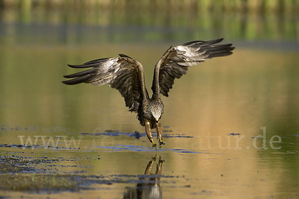 Schwarzmilan (Milvus migrans)