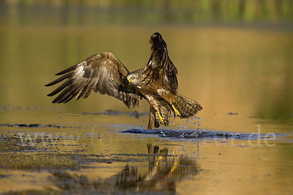 Schwarzmilan (Milvus migrans)