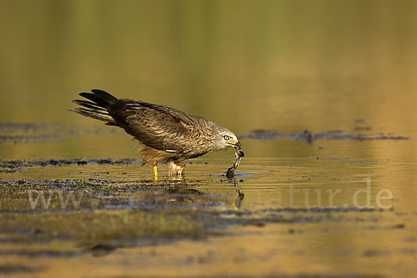 Schwarzmilan (Milvus migrans)