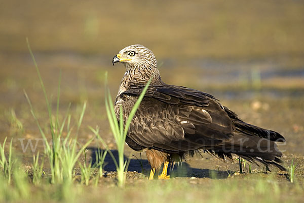 Schwarzmilan (Milvus migrans)