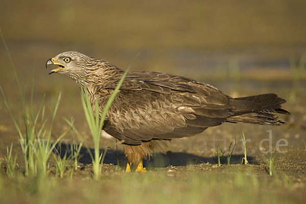 Schwarzmilan (Milvus migrans)