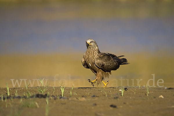 Schwarzmilan (Milvus migrans)