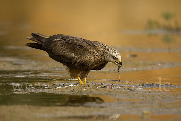 Schwarzmilan (Milvus migrans)