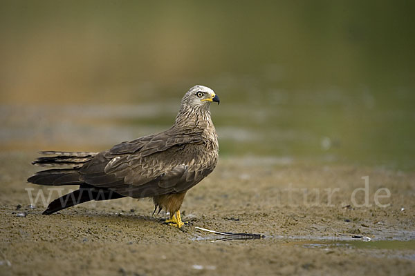 Schwarzmilan (Milvus migrans)