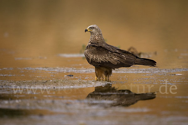 Schwarzmilan (Milvus migrans)