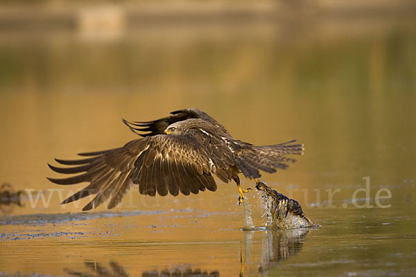 Schwarzmilan (Milvus migrans)