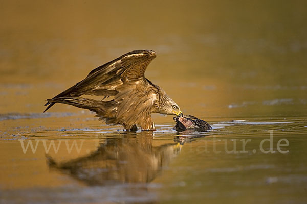 Schwarzmilan (Milvus migrans)