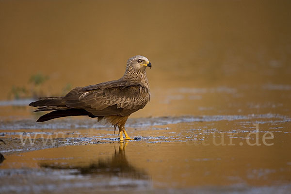 Schwarzmilan (Milvus migrans)