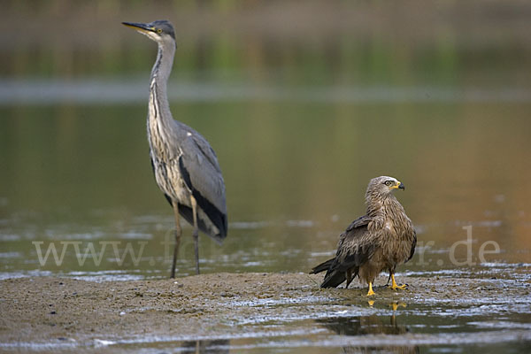 Schwarzmilan (Milvus migrans)