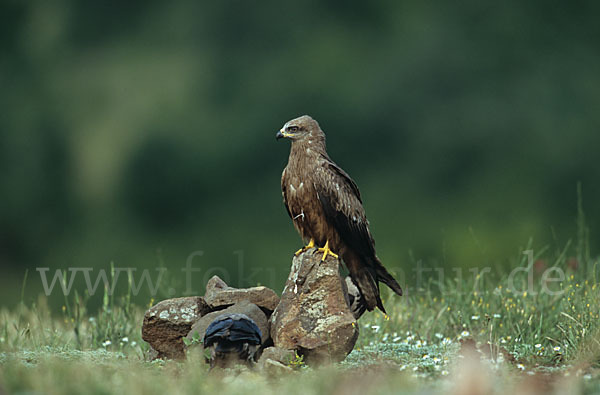 Schwarzmilan (Milvus migrans)