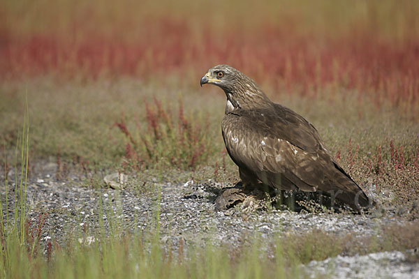 Schwarzmilan (Milvus migrans)