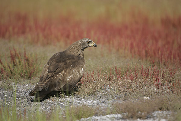 Schwarzmilan (Milvus migrans)