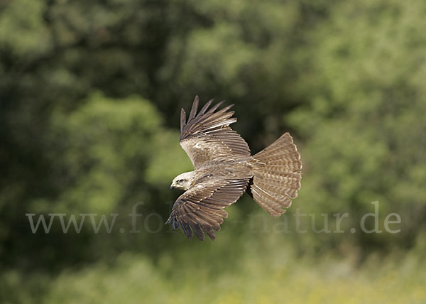 Schwarzmilan (Milvus migrans)