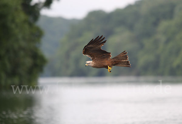 Schwarzmilan (Milvus migrans)