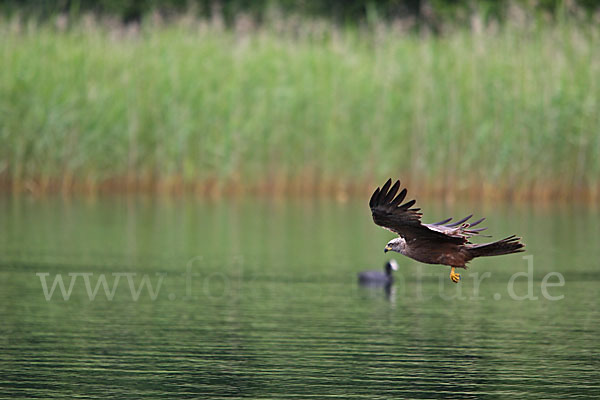 Schwarzmilan (Milvus migrans)