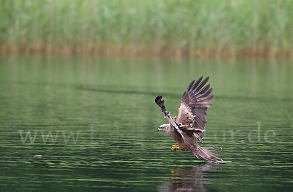 Schwarzmilan (Milvus migrans)