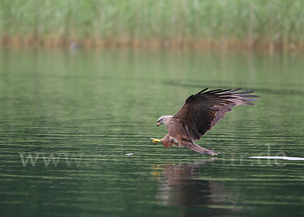 Schwarzmilan (Milvus migrans)