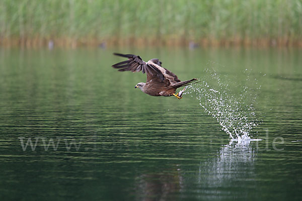 Schwarzmilan (Milvus migrans)