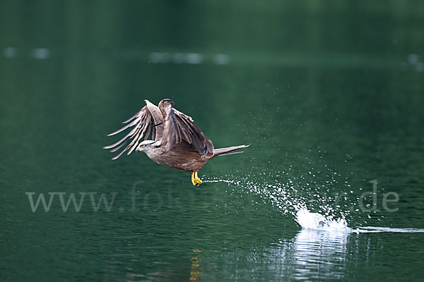 Schwarzmilan (Milvus migrans)