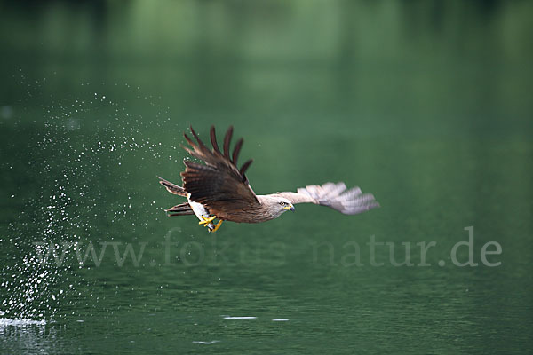 Schwarzmilan (Milvus migrans)