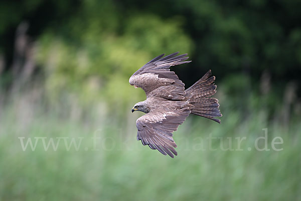 Schwarzmilan (Milvus migrans)