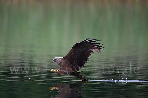 Schwarzmilan (Milvus migrans)